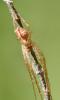 Metellina mengei